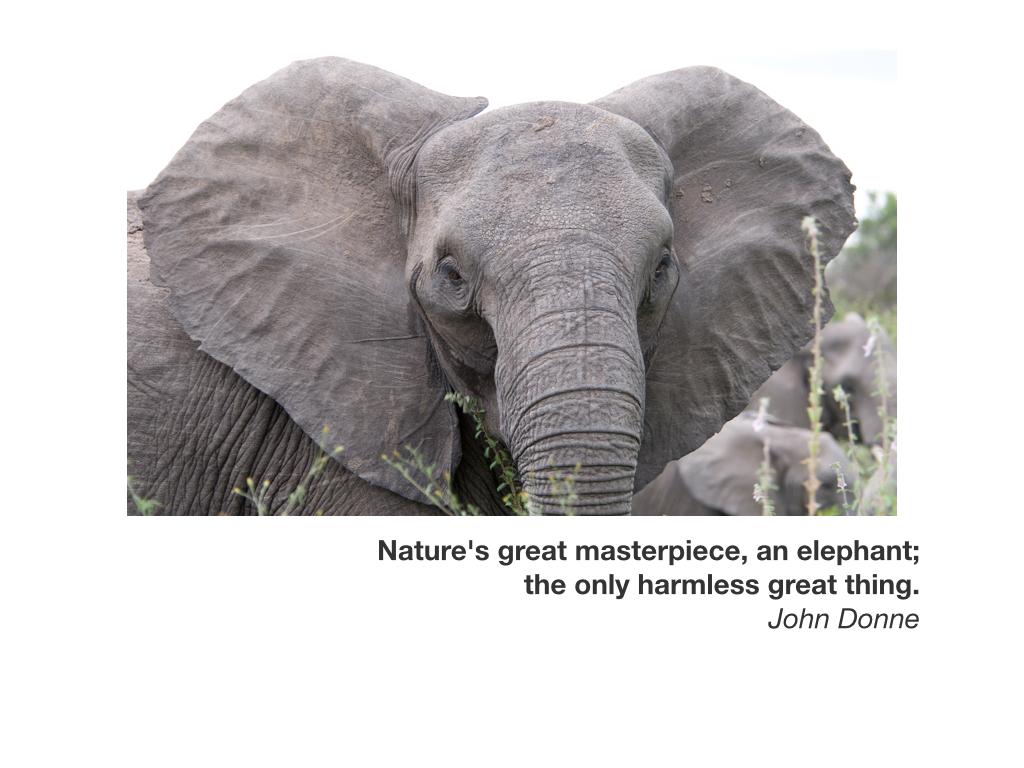ShiftParadigm's tweet photo. #431 Nature's great masterpiece, an elephant; the only harmless great thing. John Donne #edchat #nbtchat #ntcechat http://t.co/s7m8Ot9PjY