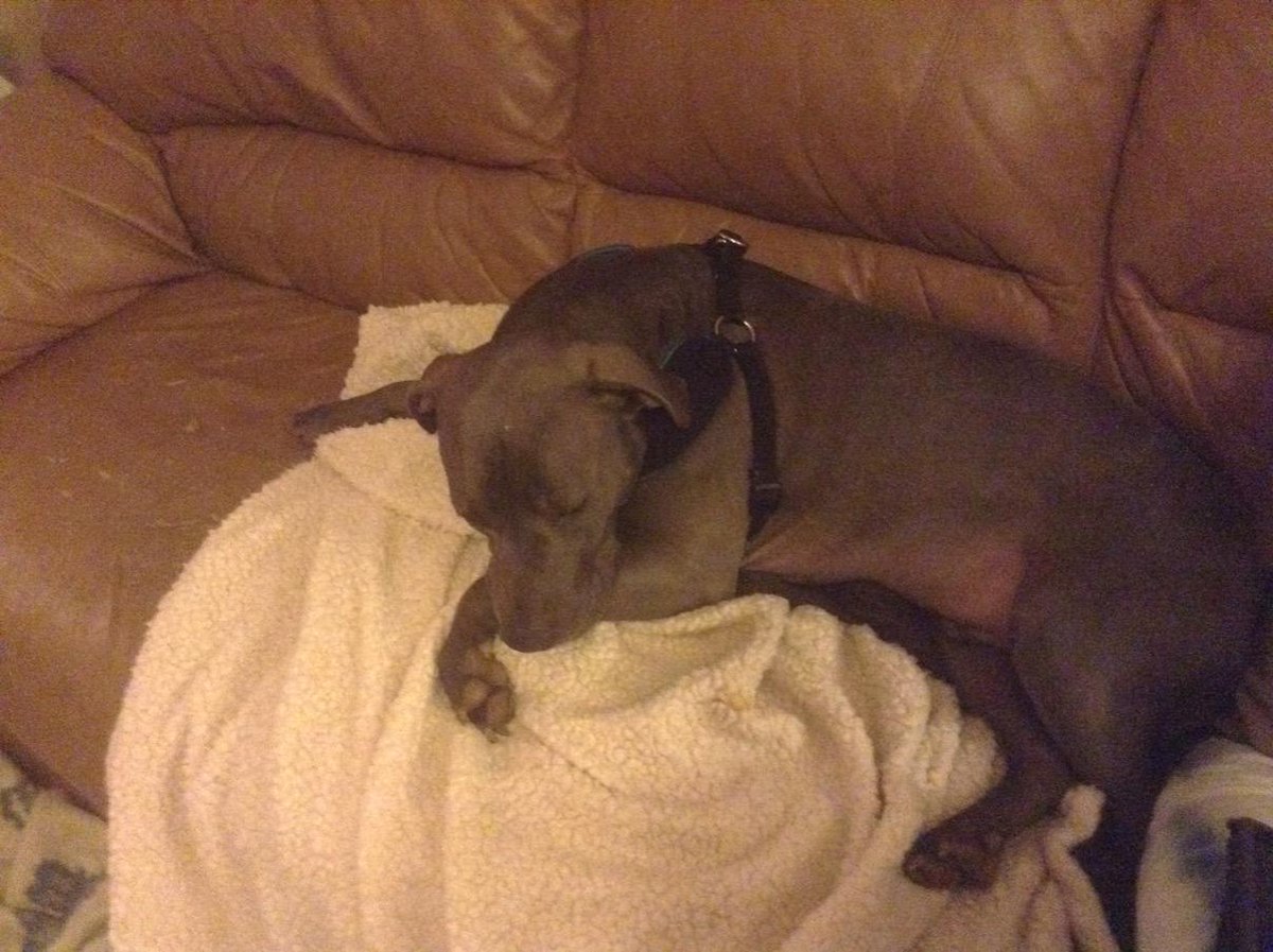 Lokithepitbull tweet picture