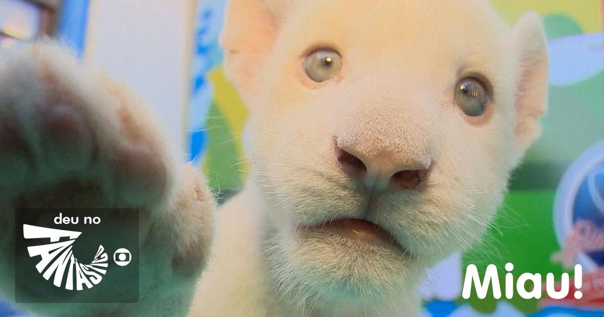 showdavida's tweet image. #alba #branca #clara #leona #lola #lua? Vote no site do Fantástico: glo.bo/1oYhAQR