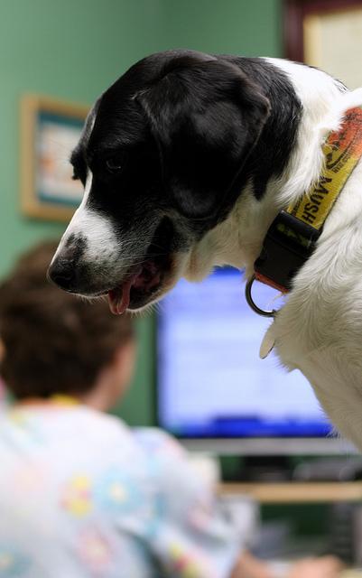 AmyRoseKathryn's tweet photo. Can’t Pay for Your Pet’s Care? These 12 Programs Can Help http://t.co/CUSCdDlUir http://t.co/S9XVCmIOS0