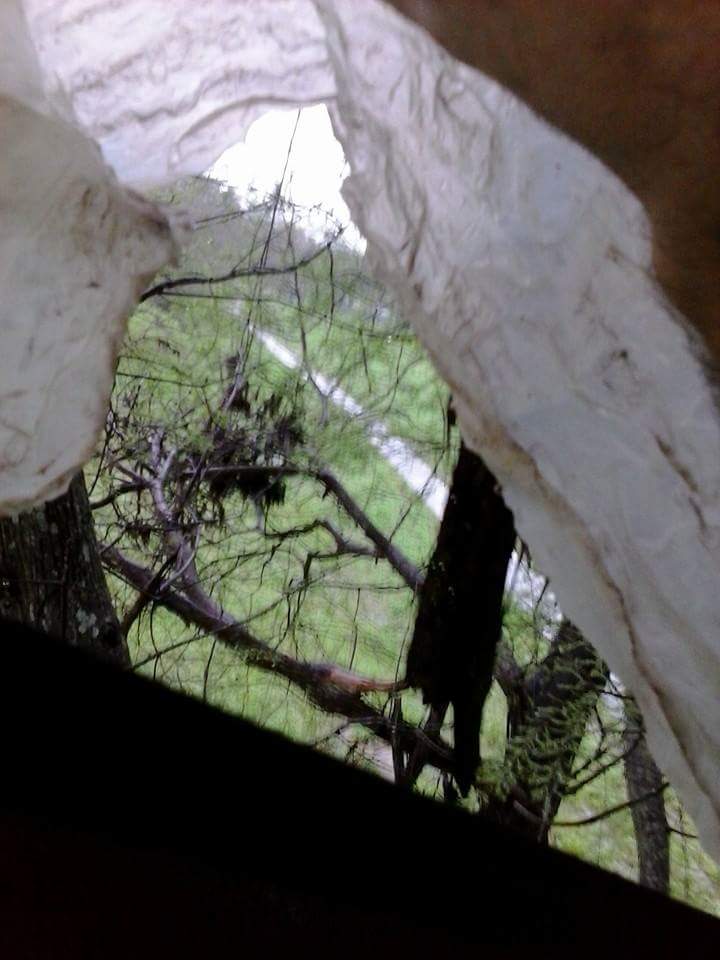small_affair's tweet photo. One of the tree occupiers took this pic. They are still up in the tree at City Park . #WildIsFree #NoGolfCourse http://t.co/uZJR69GUuY