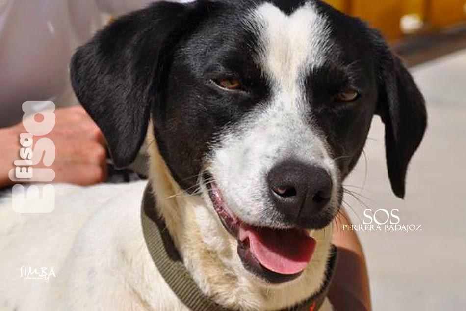 sosperrosbdjz's tweet photo. 🐶 Elsa ℹhttp://t.co/E5tU08Cnn9
🆘 Sacrificio 9 de abril. Urge #acogida #adopción 
📧 sosperrerabadajoz@gmail.com http://t.co/sNqFnzsXi4