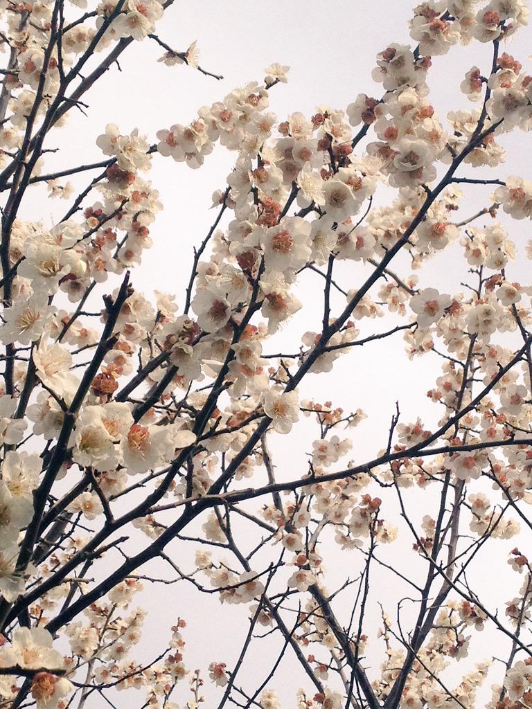 ayumiorii720's tweet photo. 今日の撮影現場に梅の花が咲いていたの！
綺麗だったから、おすそ分け❤️

桜も楽しみだね🌸 http://t.co/IzbWvD89n7