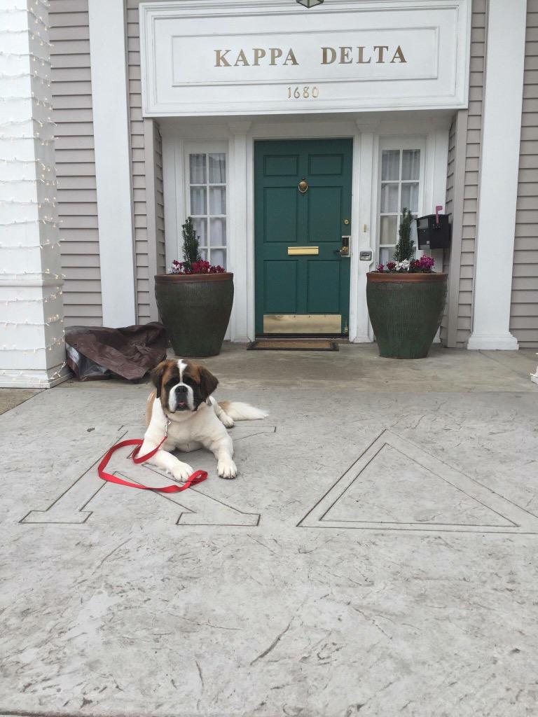 Hvetter95's tweet photo. Belle loves her picture taken @SnowbellePup http://t.co/85YgNoRyno