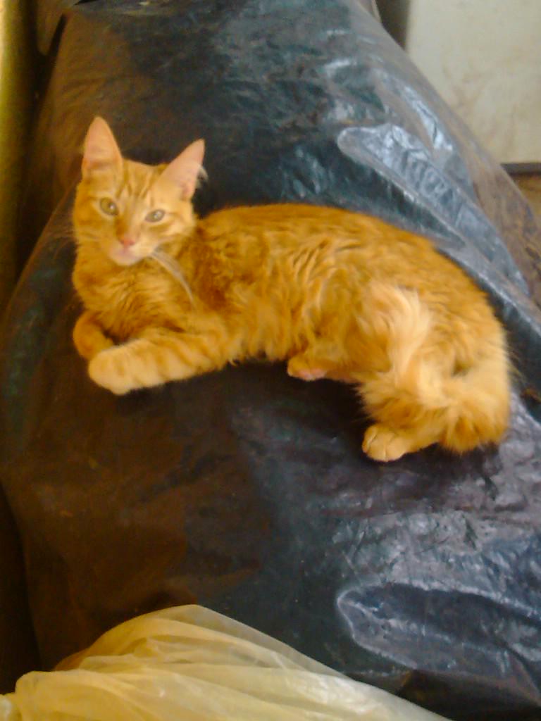 ana fontecha tweet media