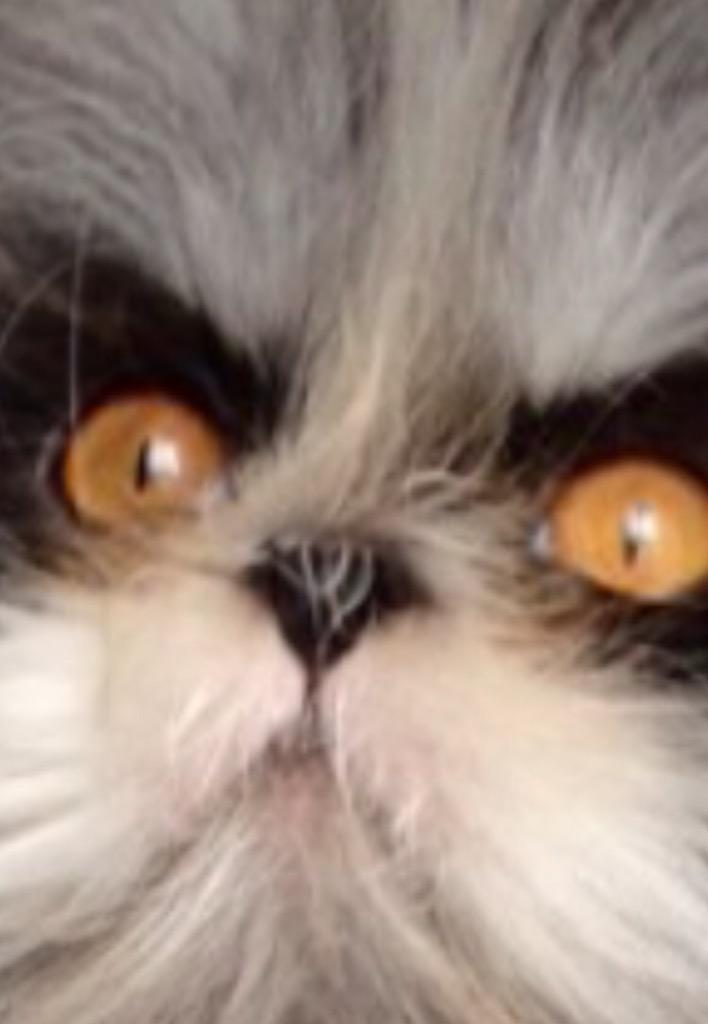 Trevor Raab tweet media