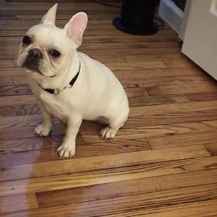 Frenchie_Cute's tweet image. chubby🐰- #NoImNotFat #ImAverage findelight.net/frenbull_detai…