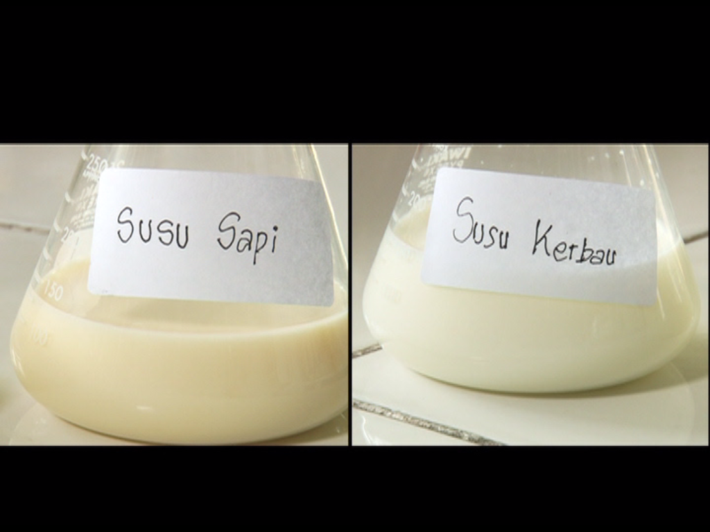 Apa bedanya ya susu sapi dengan susu kerbau? Yuk cari tahu di @dunabi_trans7 pkl 13.45 WIB.