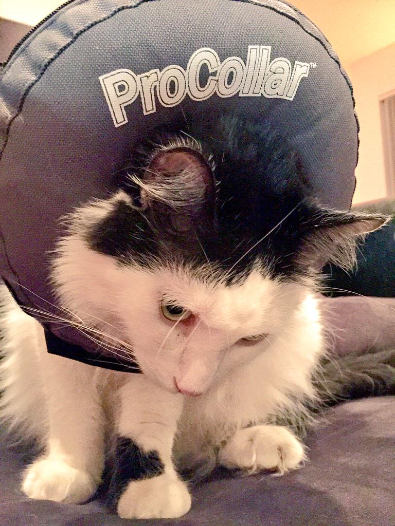 RecoletaTheCat's tweet photo. Currently.... 😼 http://t.co/u7TNZyg92r