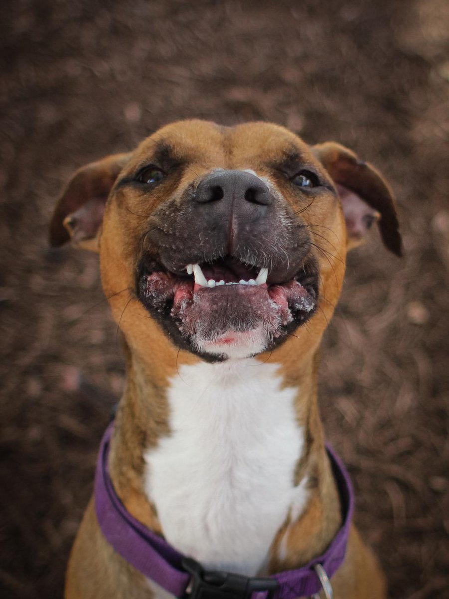 SheriVineyard's tweet photo. "Snarfff!" Arlo needs a person! This silliness can be yours. Austin Animal Center. ID#A692135 #austinanimals http://t.co/AvtPbcwagJ