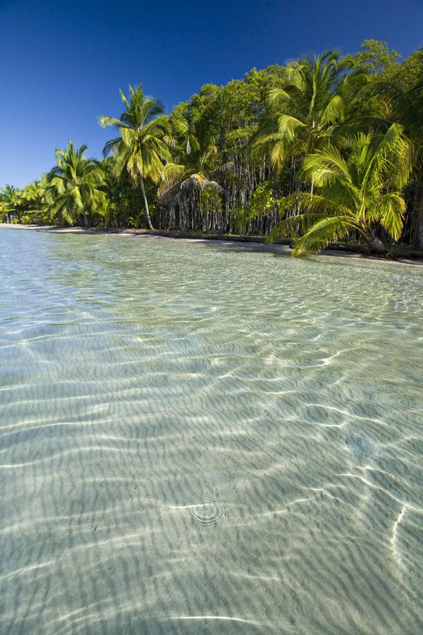 _Paisajes_'s tweet photo. Playa de las Estrellas, Bocas de Toro, Panamá http://t.co/m3oXglv9Ng