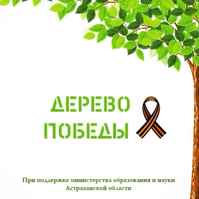 дерево победы рисунок. какое дерево победы. сад победы акция. акция посади дерево победы. какое дерево победы.