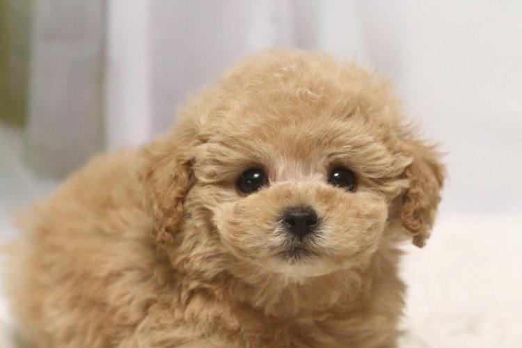 dog_love39's tweet photo. 癒されたらリツイートhttps://t.co/sBjPHVUSkI