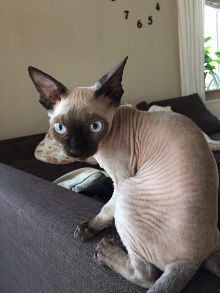 Mizz_Daily_Nude's tweet photo. Mizz #sphynx #sphynxcat #cats http://t.co/VAufBDi5hI