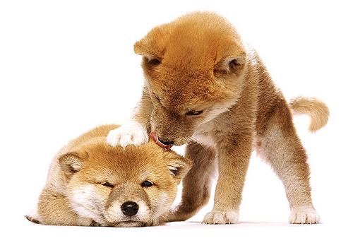 dog_love39's tweet photo. 癒されたらリツイートhttps://t.co/CzFg9Hfo46