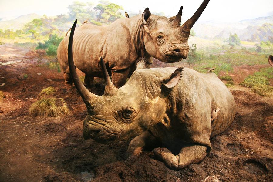 Doğanın kalbinin Afrika’da attığı söylenir. hallmarktravelclub.com 
Gelin vahşi güzelliklere bizimle şahit olun.