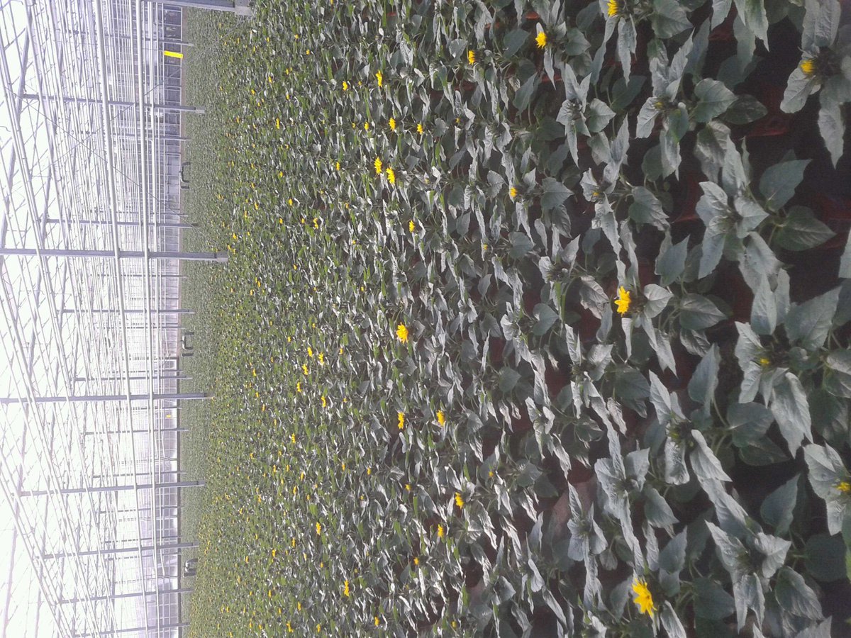 Ze zijn weer leverbaar! Helianthus Sunsation!! Zie <a href="/plantconnect/">PlantConnect</a> voor verdere info.