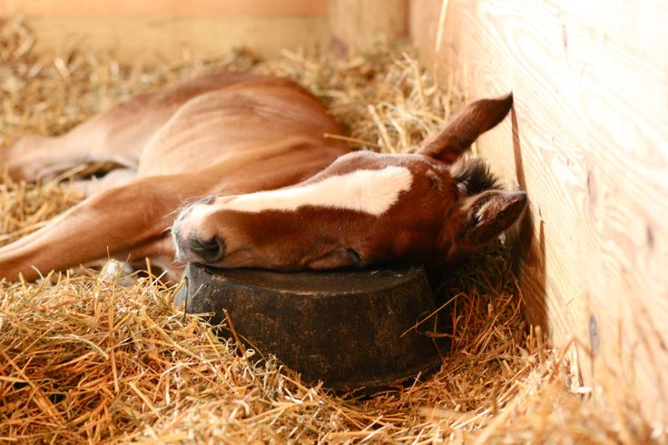 Audi Polo tweet media