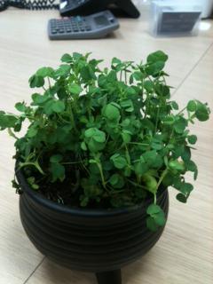CookingwithRuth's tweet photo. @NiallGOFarrell thanks for lovely St Patricks day pressie x http://t.co/A3UzKUruY9