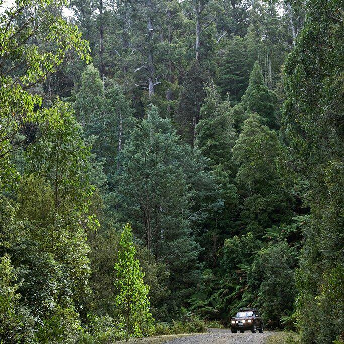 pepperbushtas's tweet photo. The @PepperBushTas Nissan Patrol tour vehicle dewarfed by old growth forest in @NorthEastTas #tasmania #forest http://t.co/LQEppaSTUu
