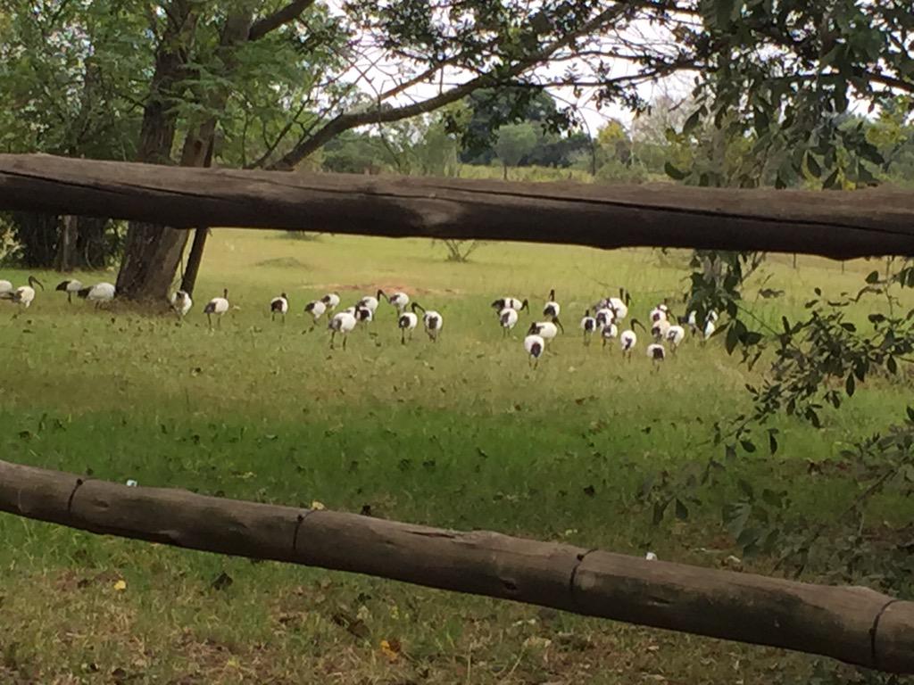 DJFreshSA's tweet photo. Arriving home to some uninvited guests! #iLoveBirds #NonChikita http://t.co/sTSEckUGEP