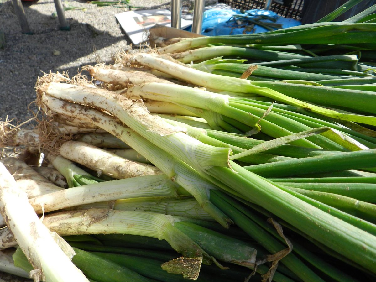 El bon temps ens va acompanyar a la calçotada del dissabte! :)