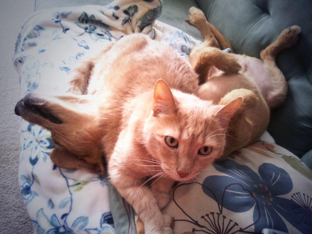 Cillsill's tweet photo. Haha....finn submits to the power of the all and mighty Jasper. King of the house :-) http://t.co/kJWrSi7eXn