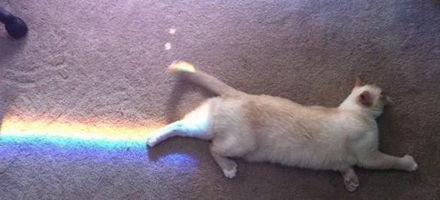İşte gerçek Nyan Cat!