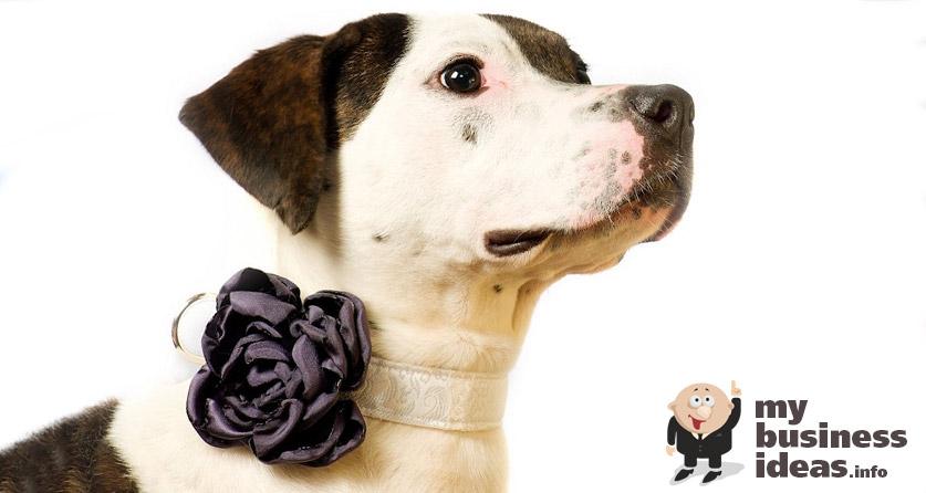 mbusinessideas's tweet photo. Decorative #collars for #pets is a great #idea for a home #business. http://t.co/h6f3l1LyhH