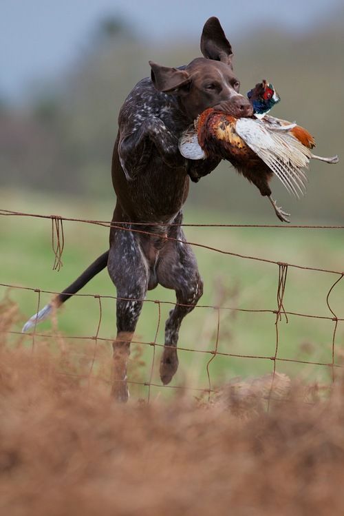 Are you a dog lover? Follow our #HuntingDogs board and contribute on <a href="/Pinterest/">Pinterest</a> pinterest.com/berettaitalia/…