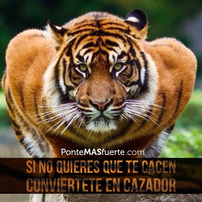 PonteMASfuerte's tweet photo. "Si no quieres que te cacen... CONVIERTETE EN CAZADOR"
¡Empezamos la semana con fuerza!

#bePMF #SomosEsfuerzo http://t.co/niP5hIlLOb