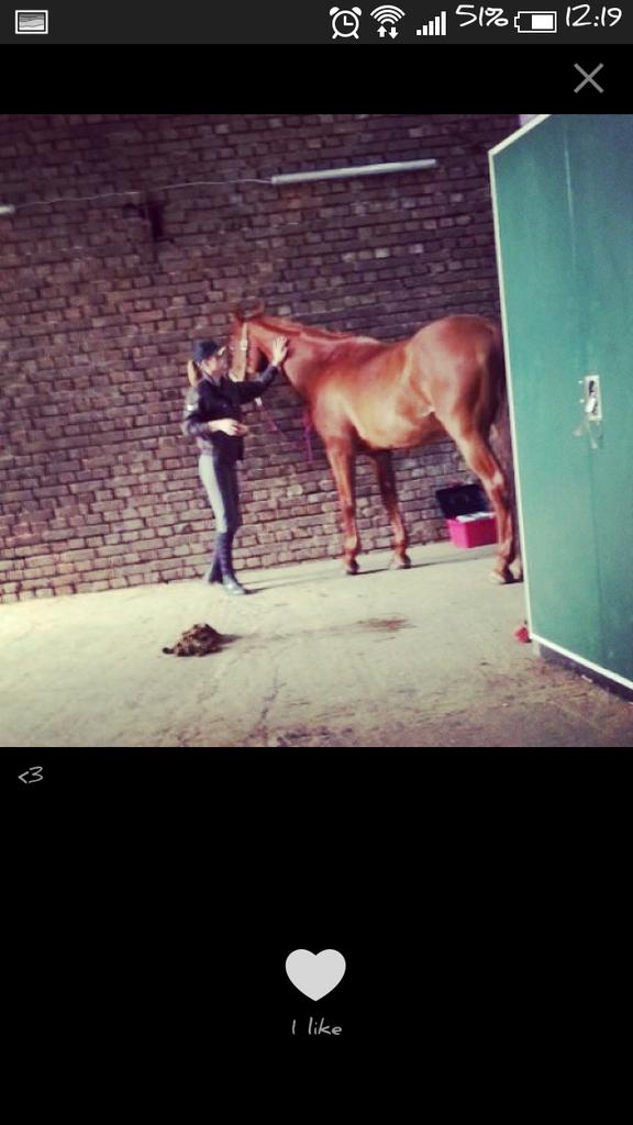 KatjaSpiegel's tweet photo. #horse #girl #reiding #Lama http://t.co/HoQLxDQgXH