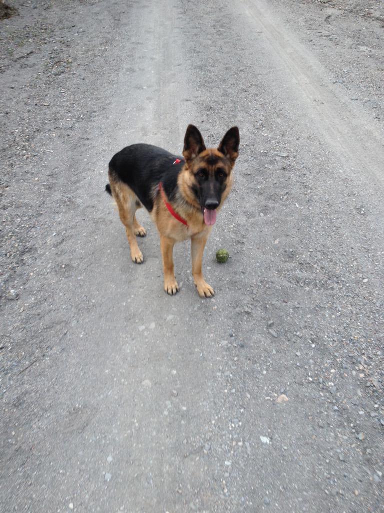 MartinFlor3s's tweet photo. @pastoraleman_es Kira 1 año. http://t.co/0zey2FM71V