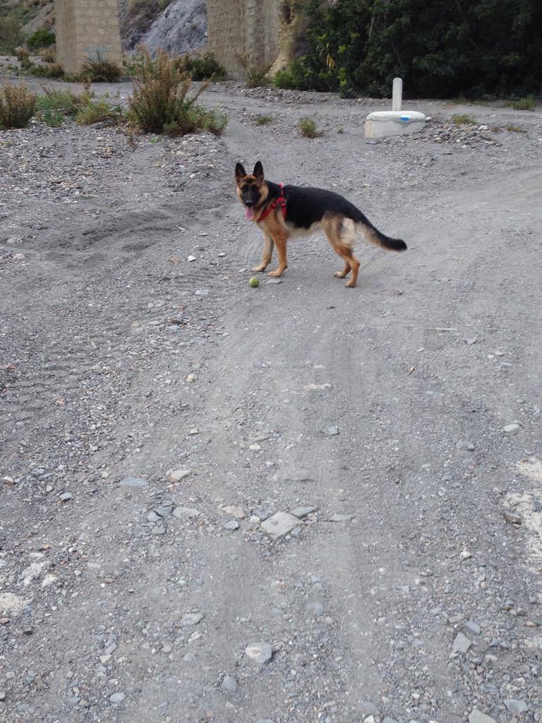 MartinFlor3s's tweet photo. @pastoraleman_es Kira 1 año. http://t.co/0zey2FM71V