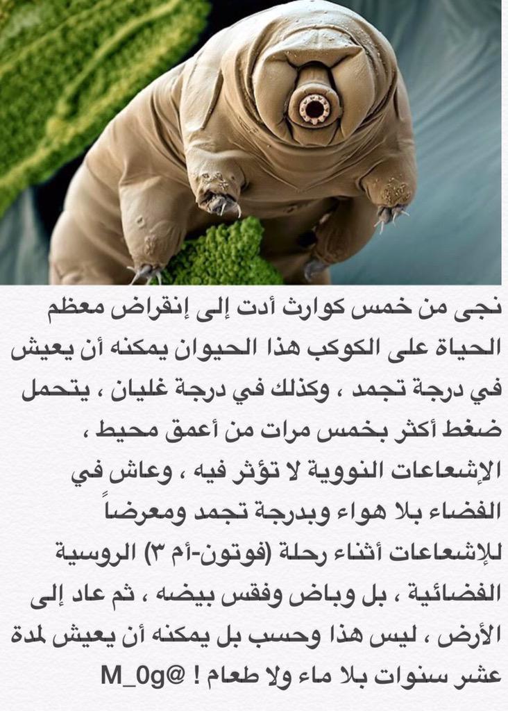 مهند Muhannad On Twitter الحيوان المايكروسكوبي Tardigrade هو أقوى حيوان على وجه الأرض Http T Co Aeedddvzoq