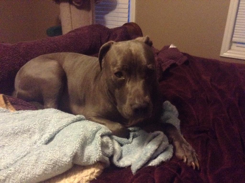 Lokithepitbull tweet picture
