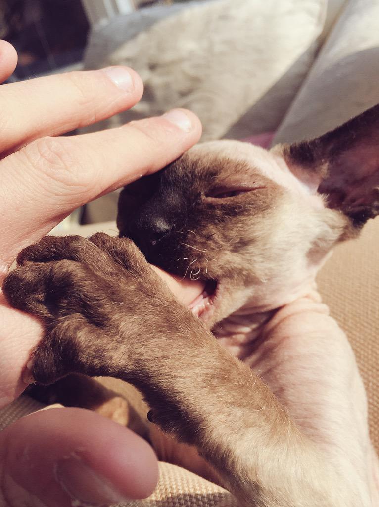 Mizz_Daily_Nude's tweet photo. Killing machine. #sphynx #sphynxcat #predator #killingmachine http://t.co/q0Bj1f0tZA