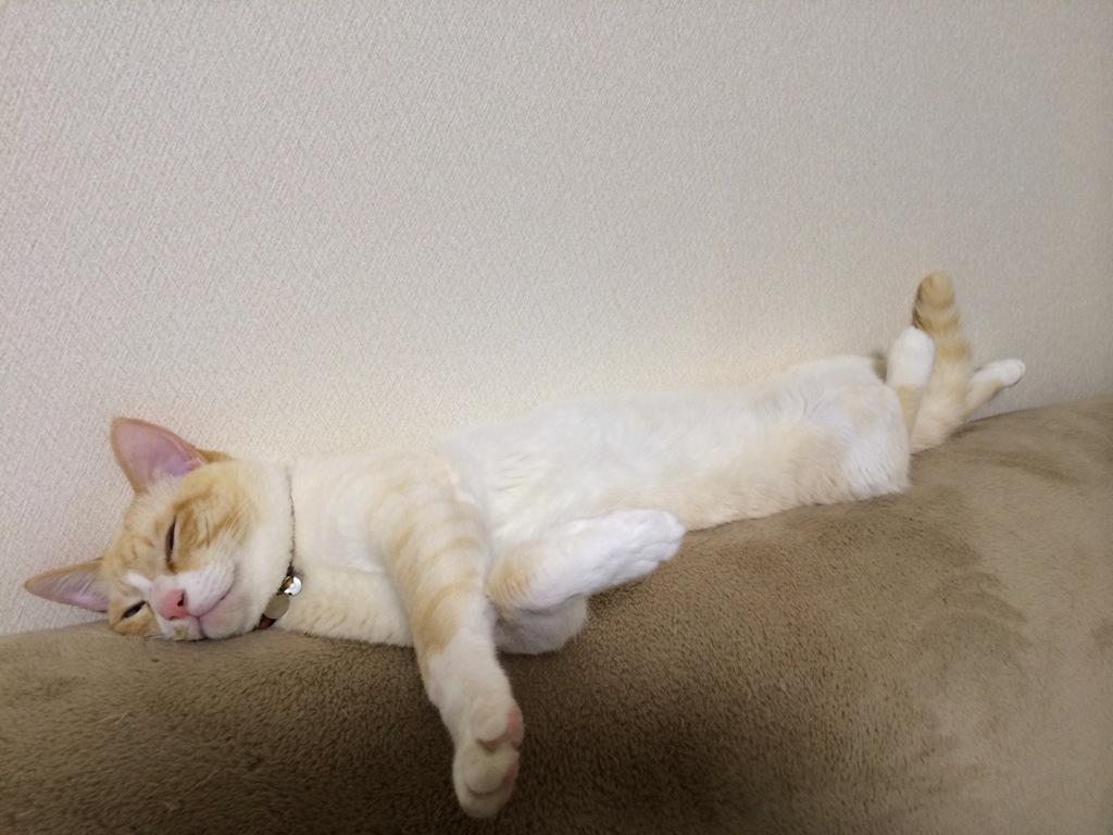 画像 猫の寝相がなんかかっこいい Http T Co Jcgd6h17im Matomehub まとめハブ