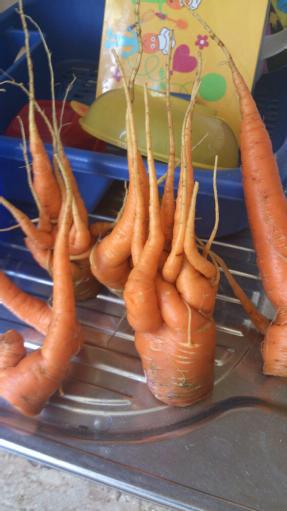 dirtcure's tweet photo. “@UglyFruitAndVeg: UGLY CARROT YOGA #vegercise #loveuglyfood #NamasteVeggies cc @fwscout @foodandwine http://t.co/hXWjAdXDuG”