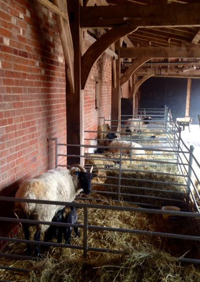 Today at Kentwell BBC #Countryfile are on site filming the stars of  #LambCam - our rare breed #NorfolkHorn sheep!