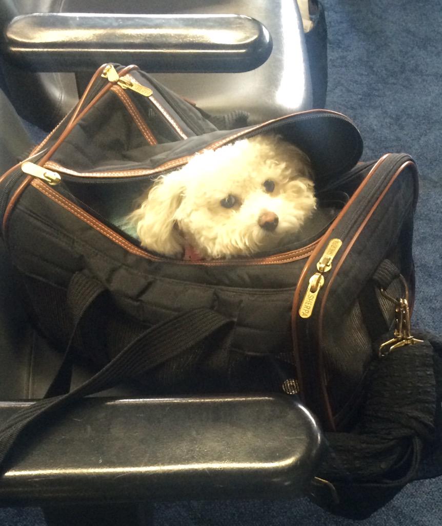 RetiredMatchmkr's tweet photo. #ORD 50% of the way to #California #PSP @AmericanAir take me there. #cutedog sitting next to me #GlobalMatchmaker http://t.co/nZrOIH4A8L