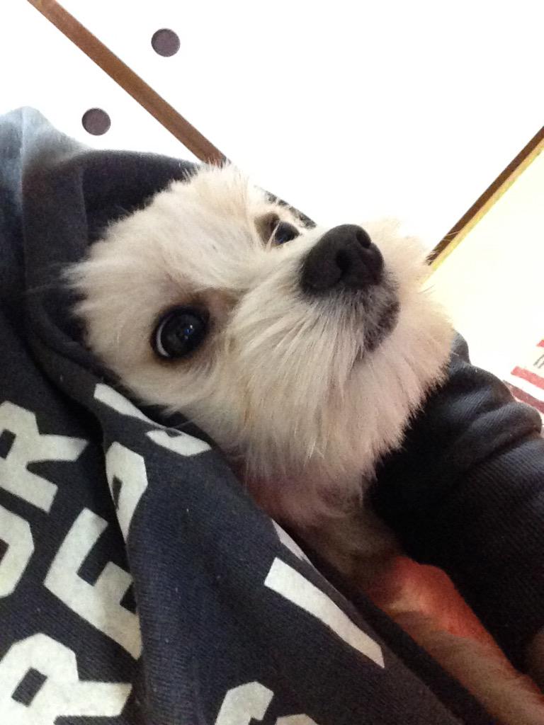 コタニヨーコ Yokokotani Twitter