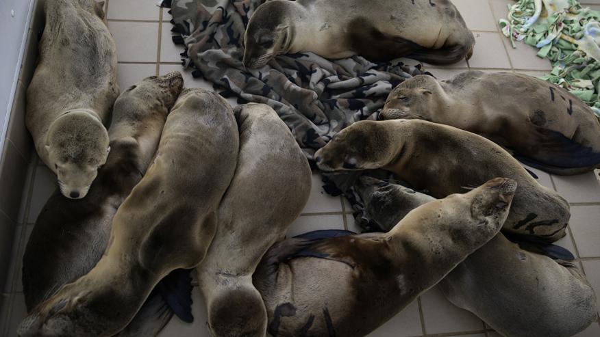 10 казней египетских нашествие саранчи. Саранча стая нашествие. Саранча в африке. Африка рой. Миграция саранчи.