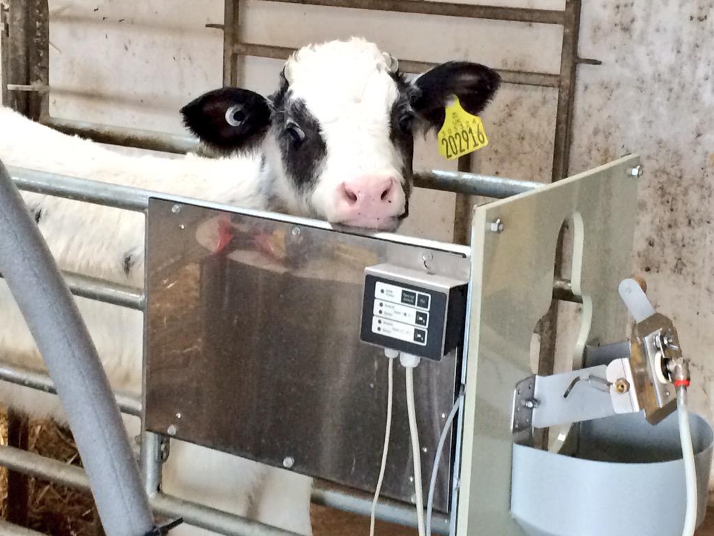 Delaval On Twitter Some Happy Calves On A Delaval Automatic