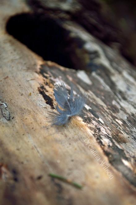 BWArtPhotog's tweet image. This tree was once a home...now laying on the forest floor #Photography #VisualTextures #Birdlife #ArtinNature