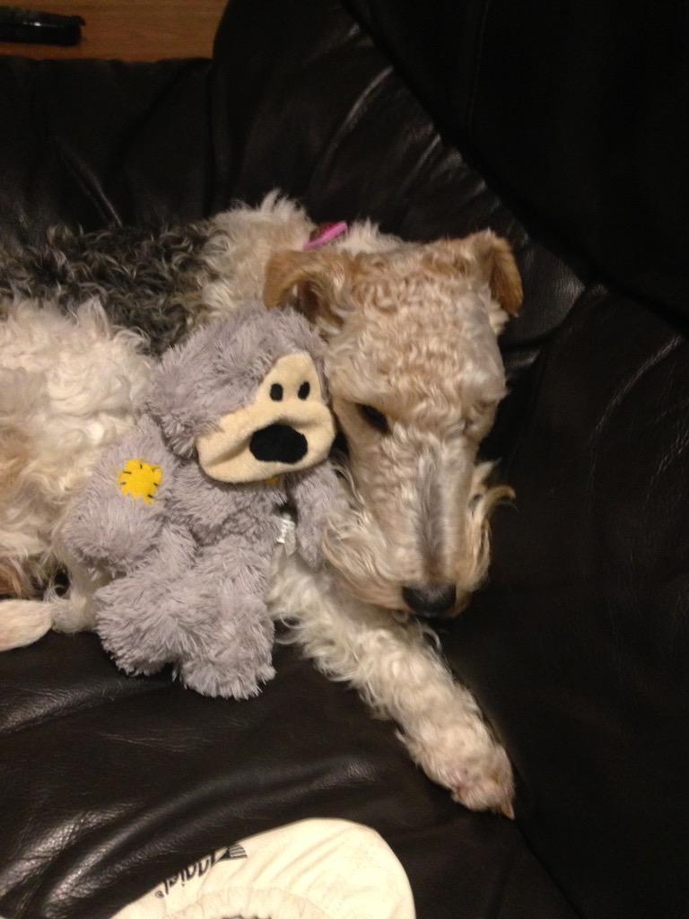 Twolittlefoxies's tweet photo. We're sleepy pups tonight
#goingtobedsoon http://t.co/hTyuQ6WCCc