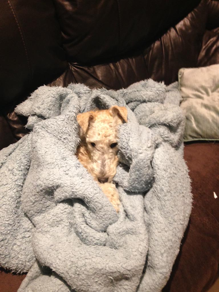 Twolittlefoxies's tweet photo. We're sleepy pups tonight
#goingtobedsoon http://t.co/hTyuQ6WCCc