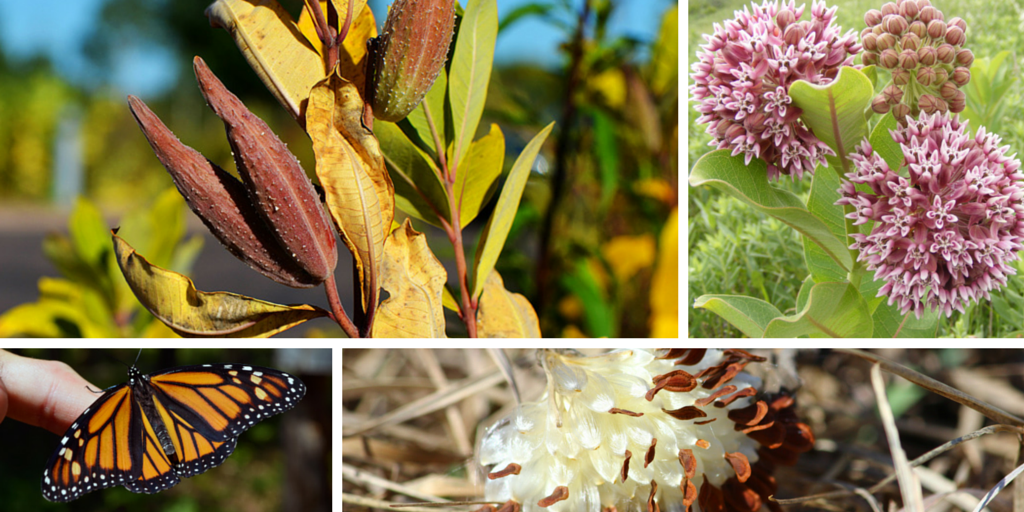 USFWSNews's tweet photo. Not a weed! Familiarize yourself w/ this plant (milkweed) if you want to help #savethemonarch http://t.co/NP5iQIP8f1 http://t.co/IFo2NVDzJD