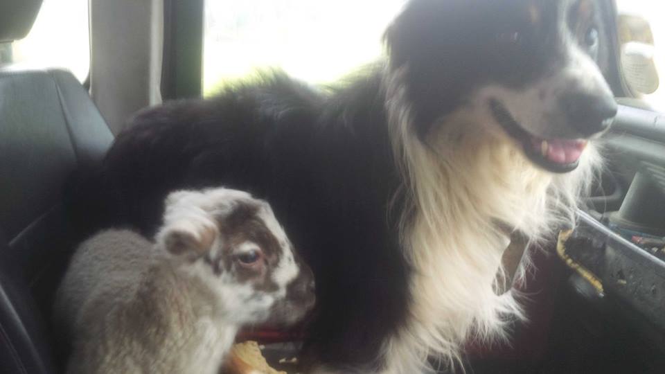 1GarethWynJones's tweet image. My fav pic of the day #WelshLambing Cap and this little lamb having a ride in the front of the Old @LandRover_UK