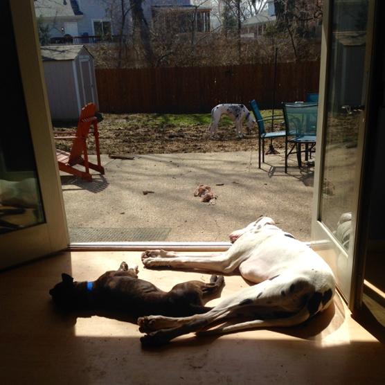 c94812's tweet photo. Ben and Monkey, our foster, and enjoying the sun and fresh air! @savingsunny #foster #adopt http://t.co/6HJ3Z765Vx http://t.co/jWYYBo6xeo